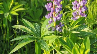 特写清新生动的绿色羽扇豆叶，雨后带着一滴露水和紫色的花在太阳上。 大自然